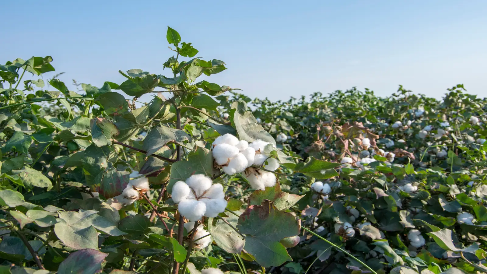 Cotton Farm